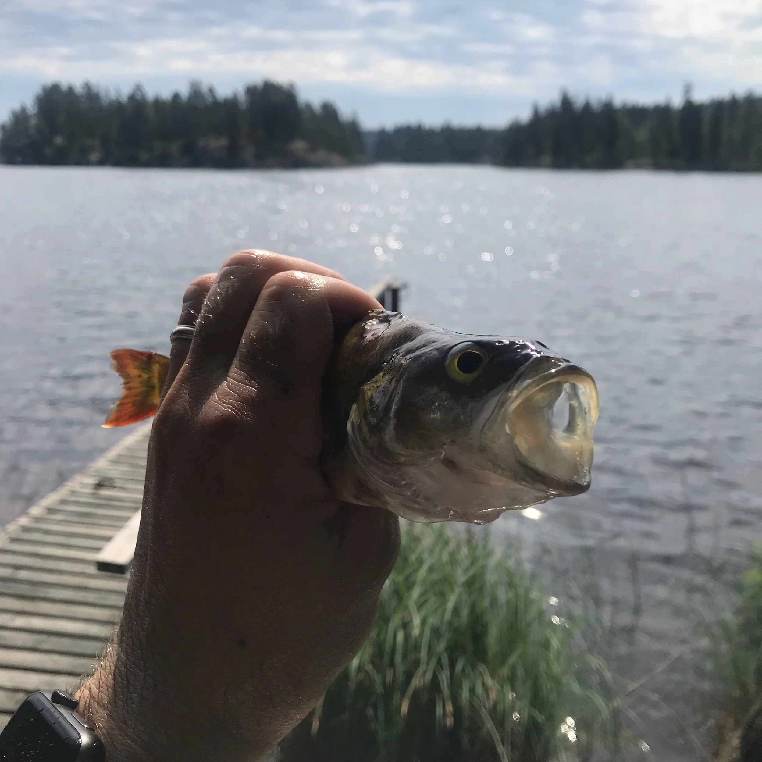 One of the fish we caught!