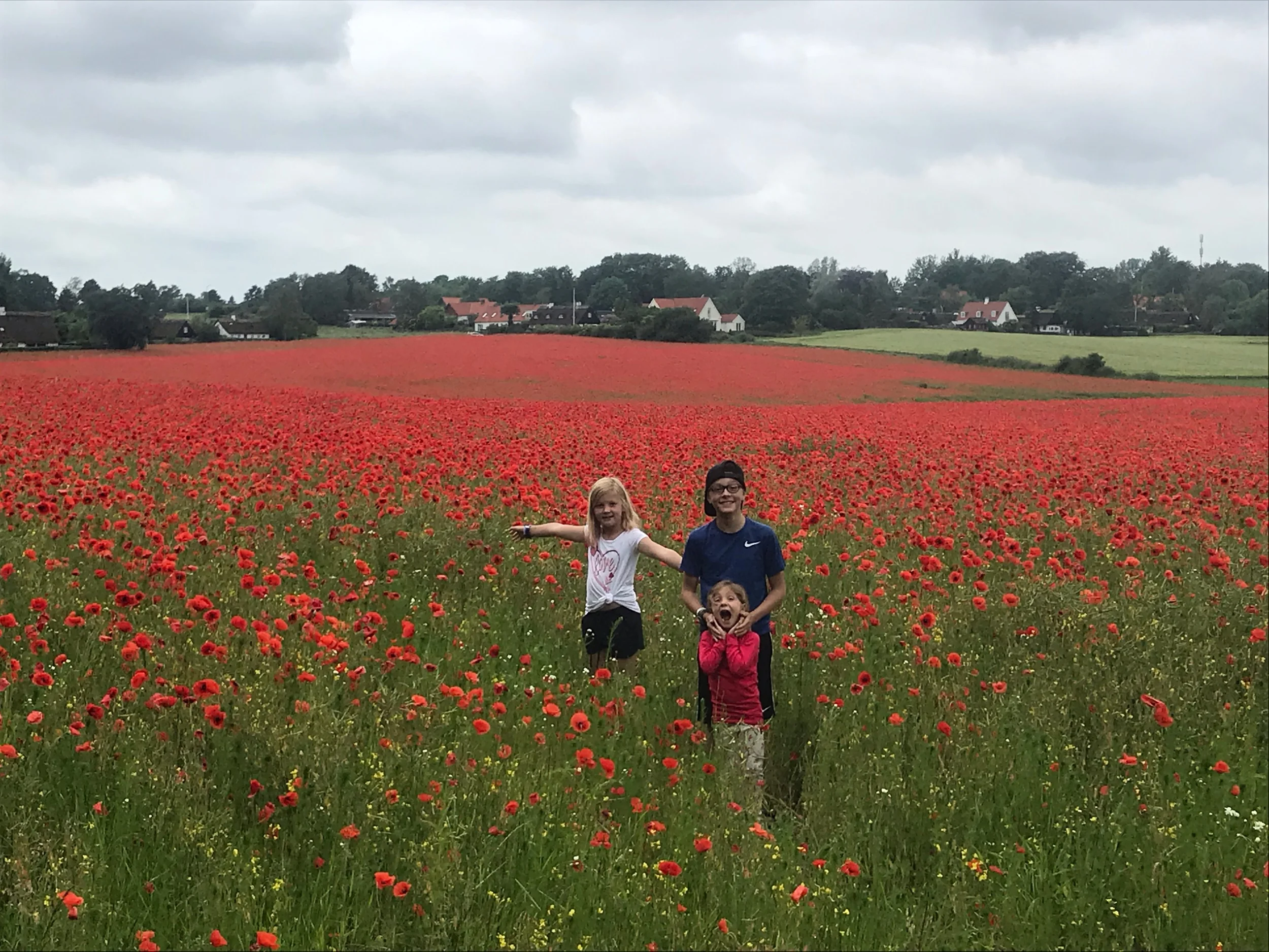 A beautiful poppy field in Sweden