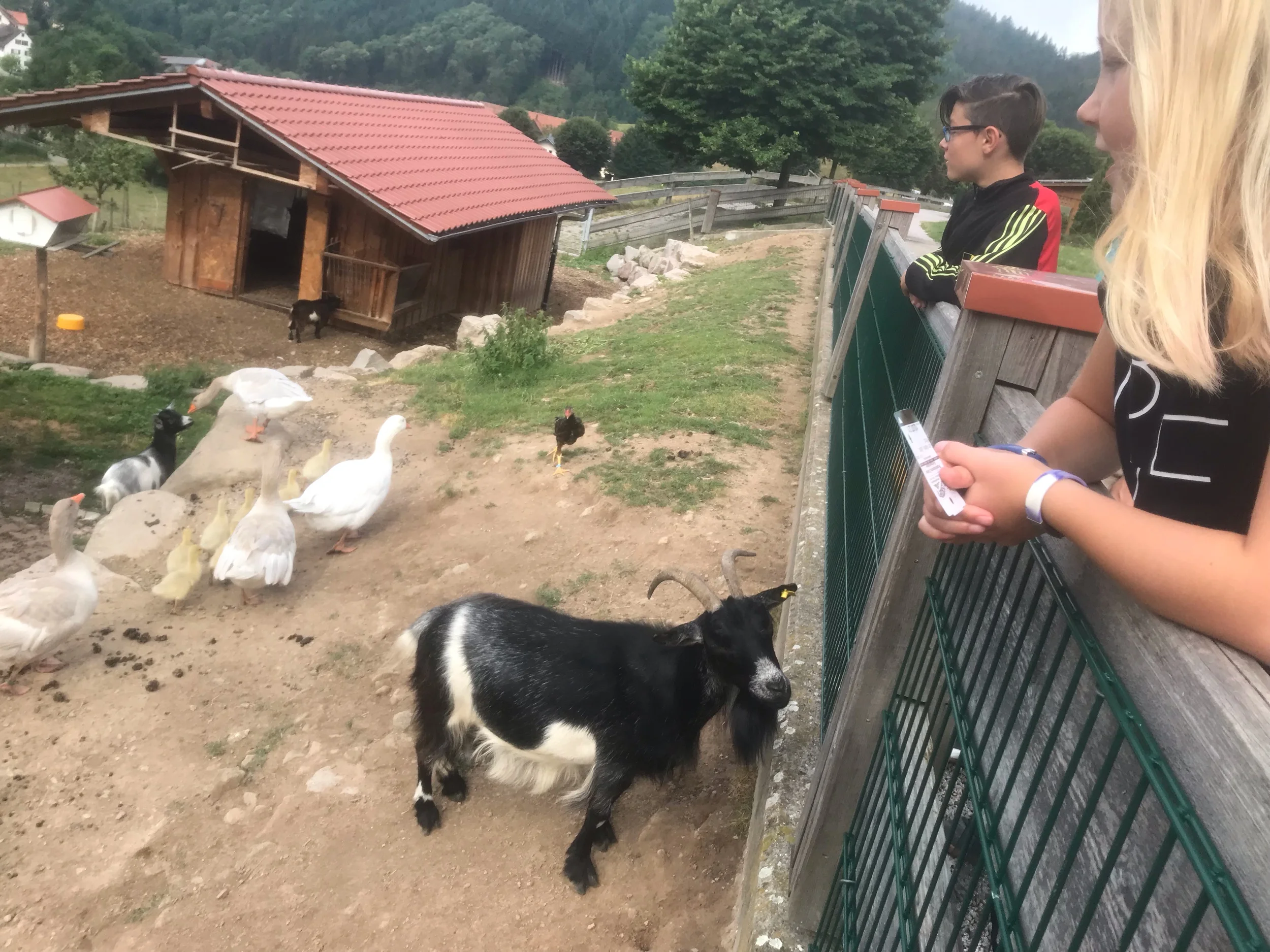 Goats, ducks, geese, chicken and cows at our b&amp;b!