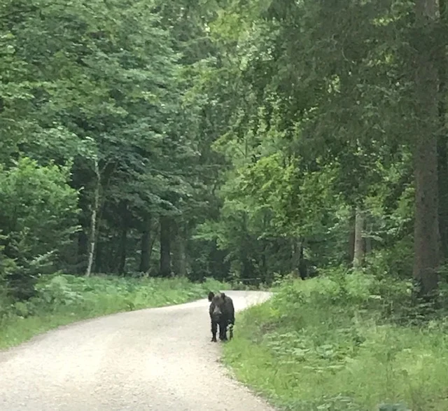 Sometimes I get to see the local wildlife. This was a wild, big boar in Austria.