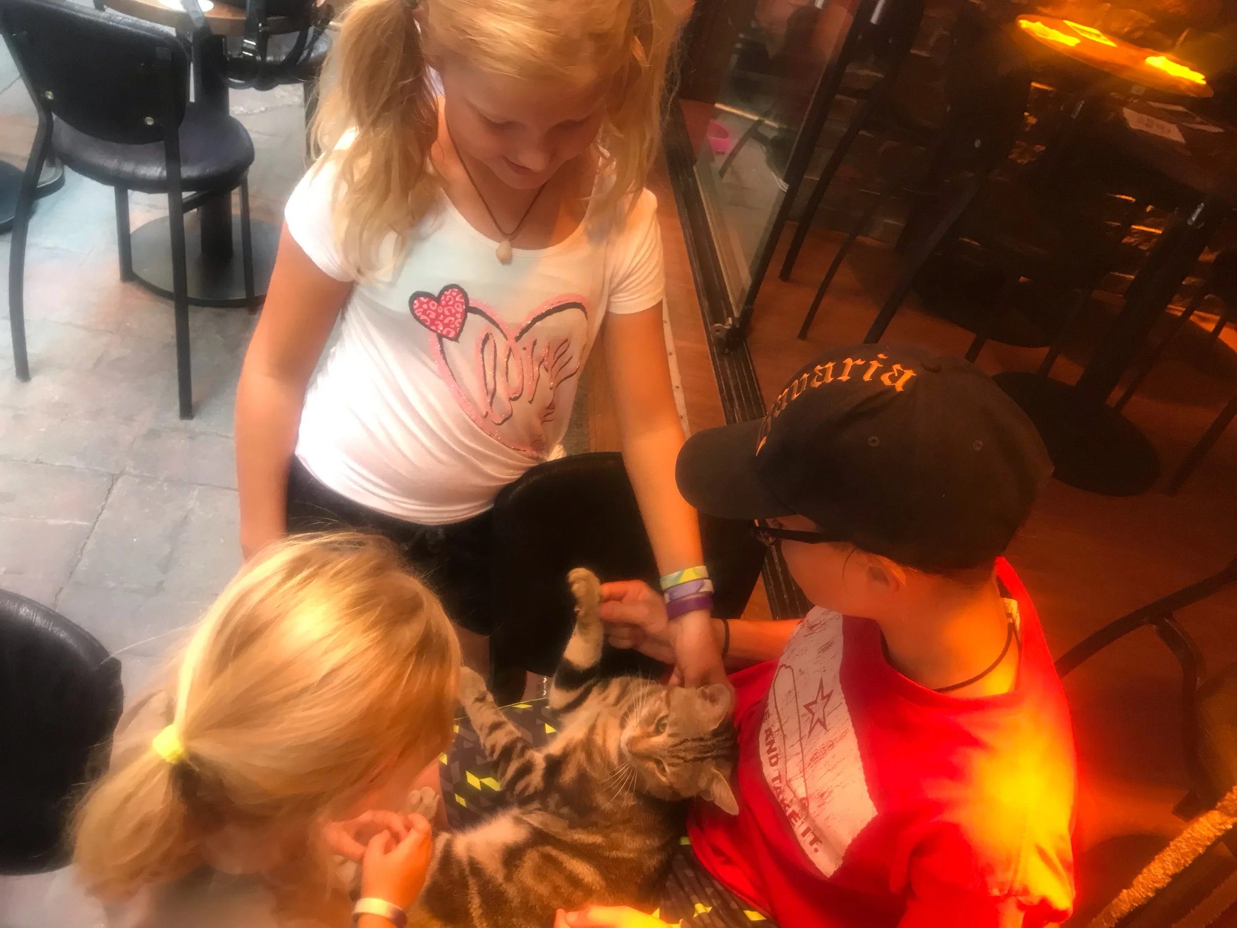 Stray Cats and Dogs Throughout Our Travels 