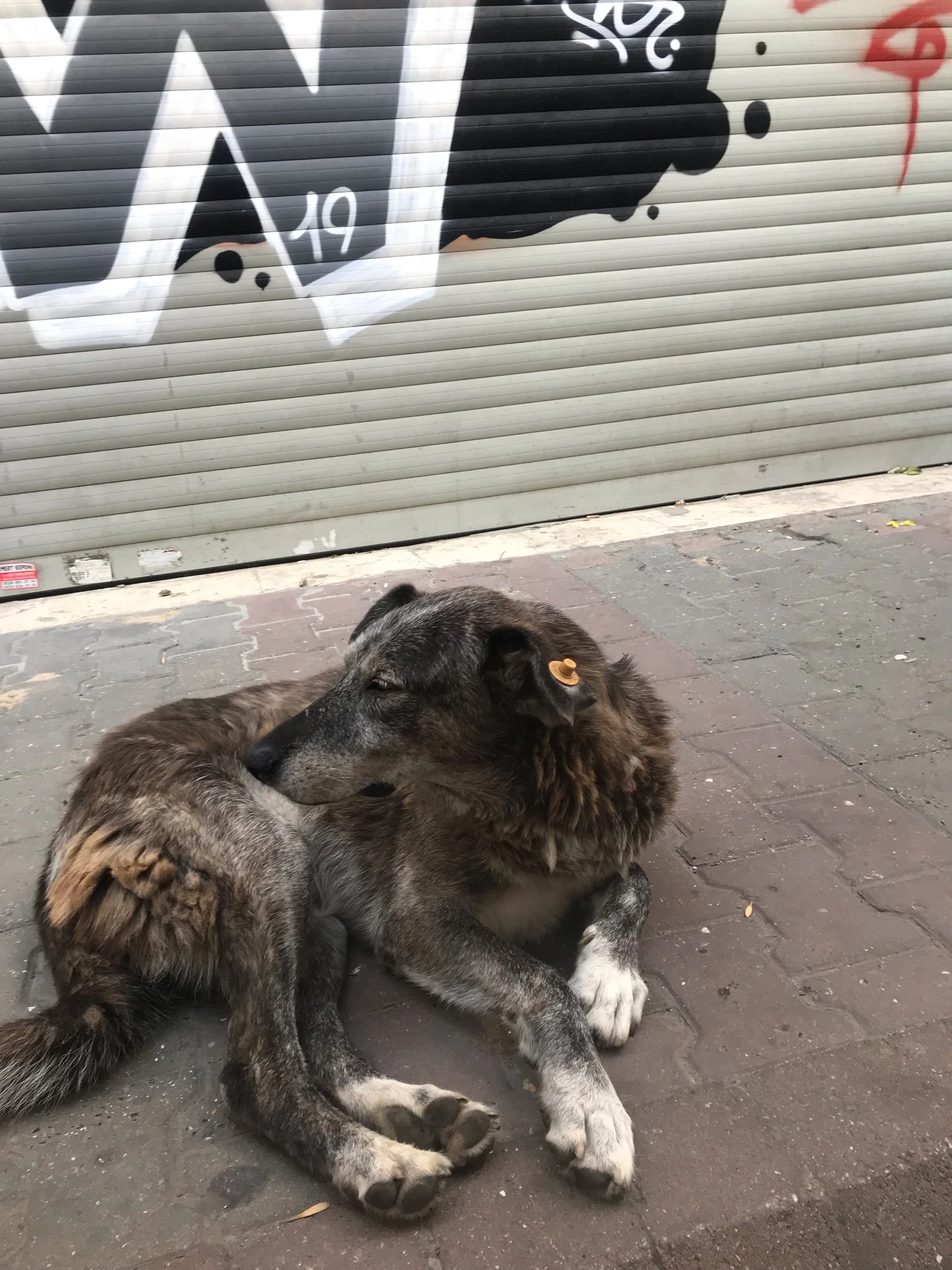 A dog with an ear tag