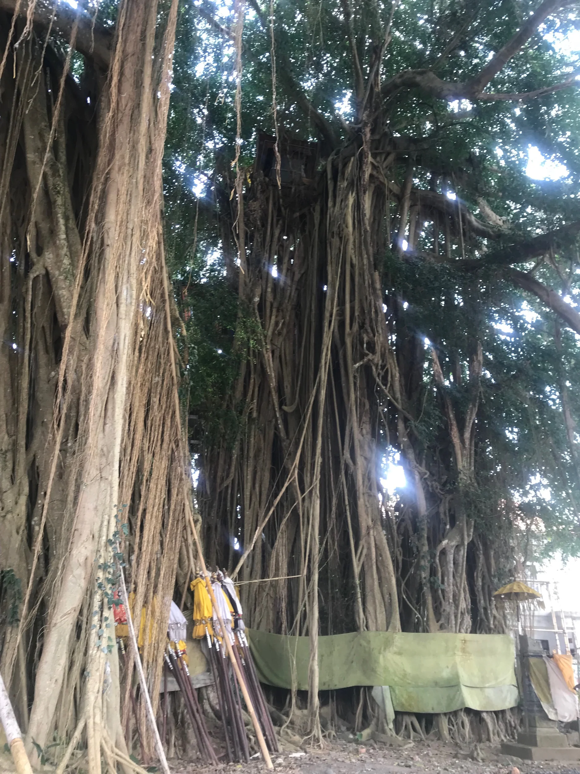 Can you see the temple at the top of the really big tree