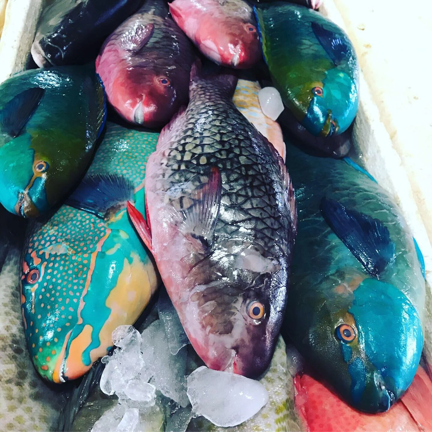 Napoleon fish at the fish market in Jimbaran beach