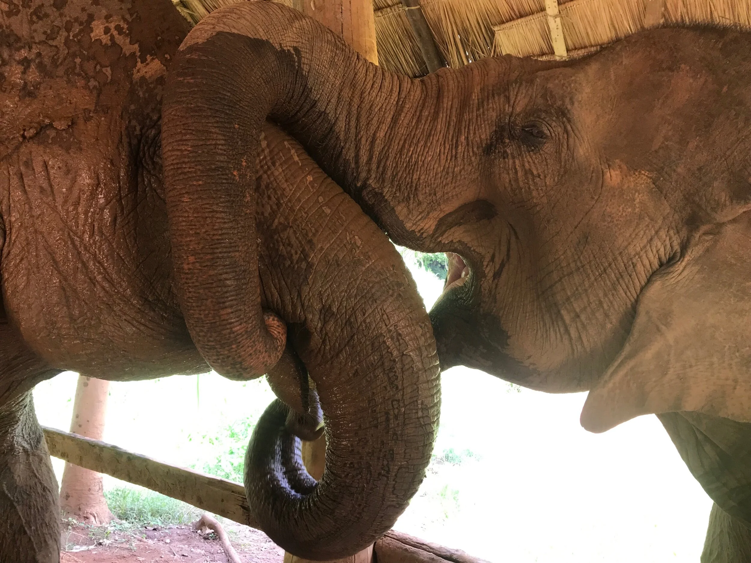 The elephants loved each other, here they are kissing!!😘