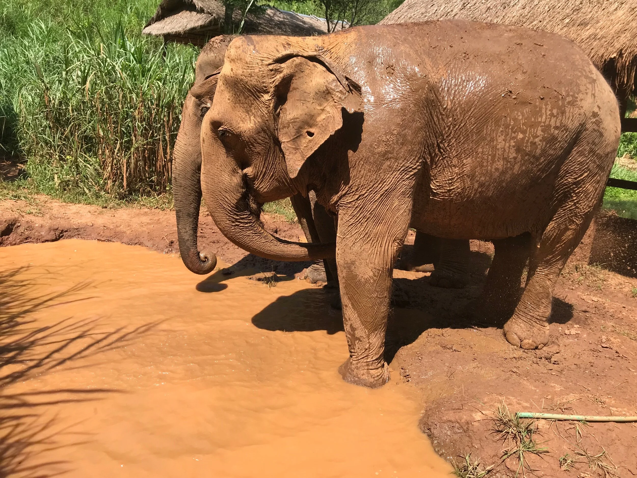 “Old Lady” enjoying a nice mud bath
