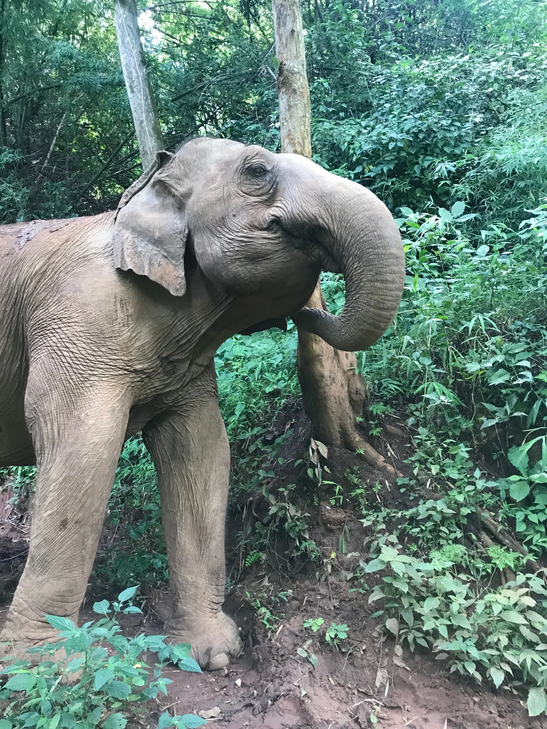 Having a nice scratch against a well-used tree