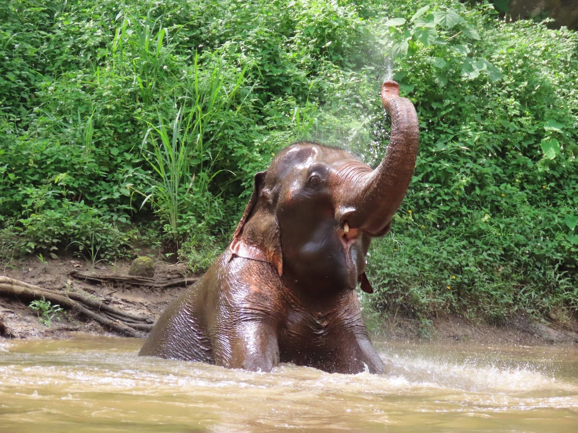They had so much fun bathing