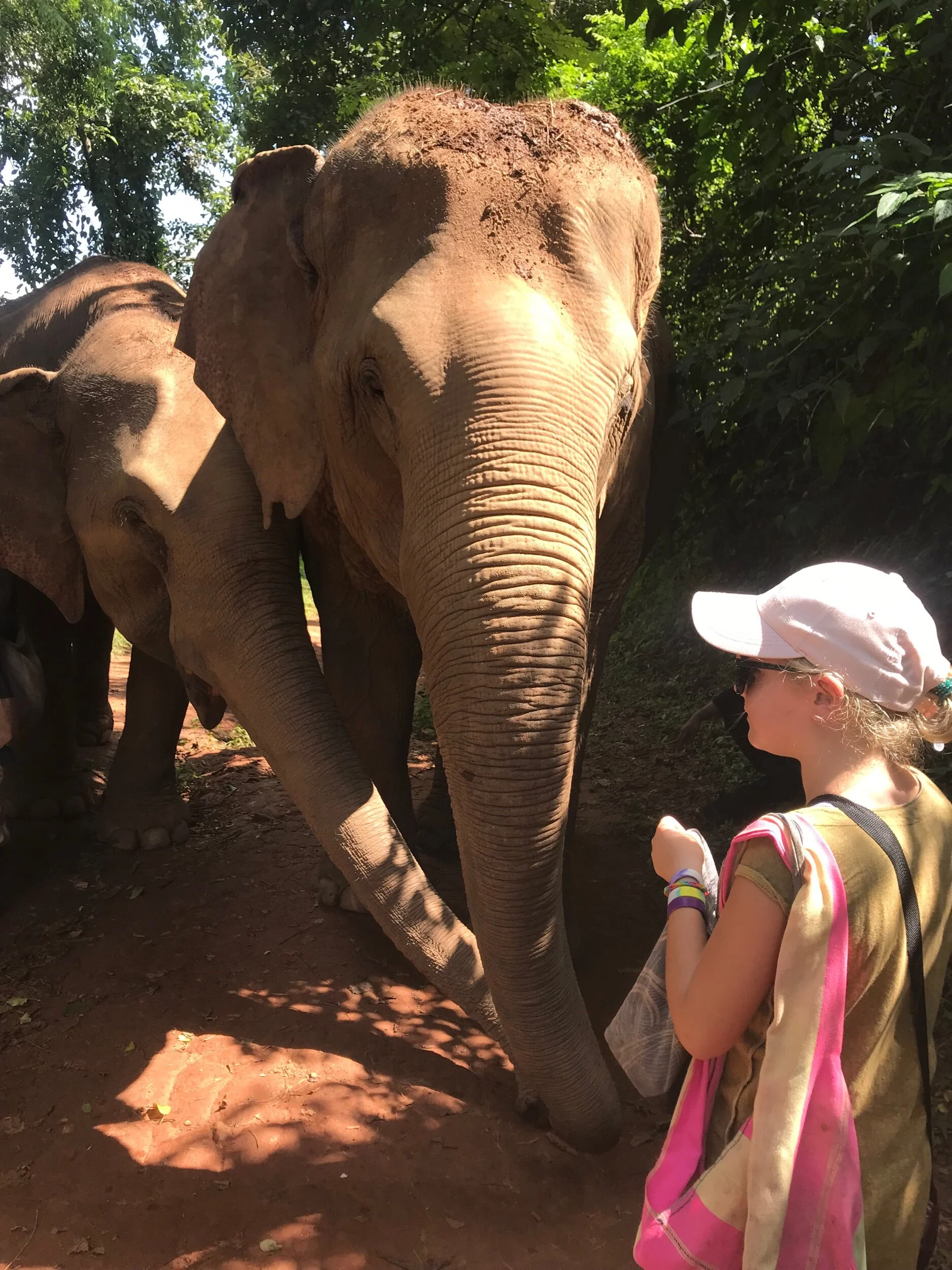 They were so sweet! 🐘