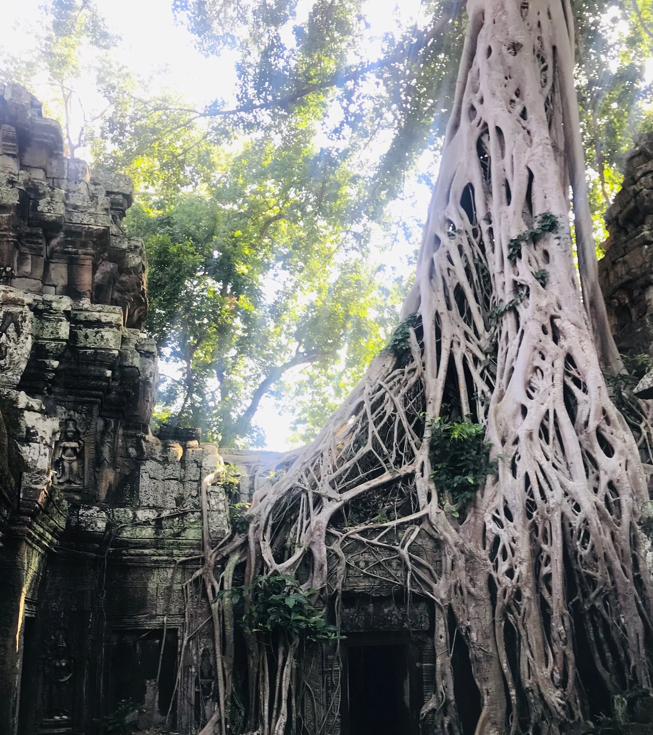 This is one of the trees growing out of Ta Prohm