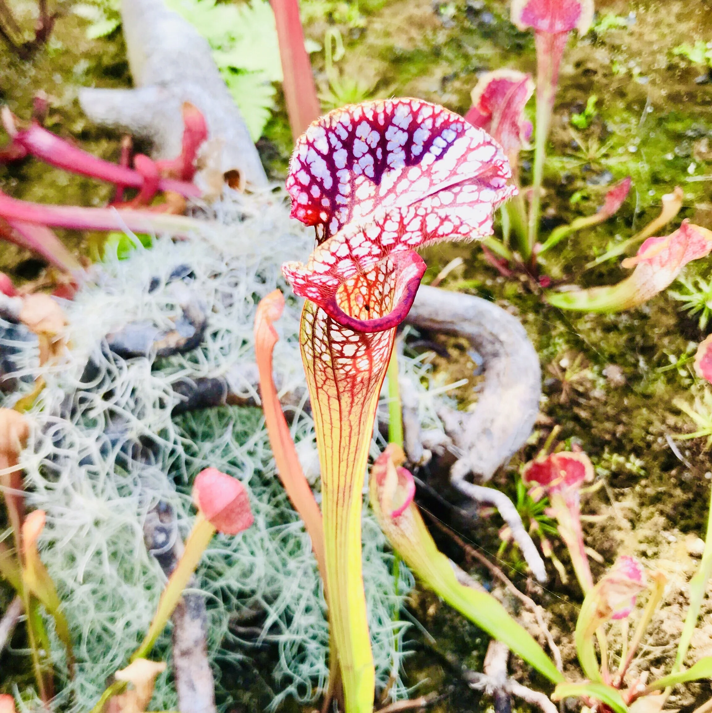 This a pitcher plant on display at the exhibition at the botanical gardens