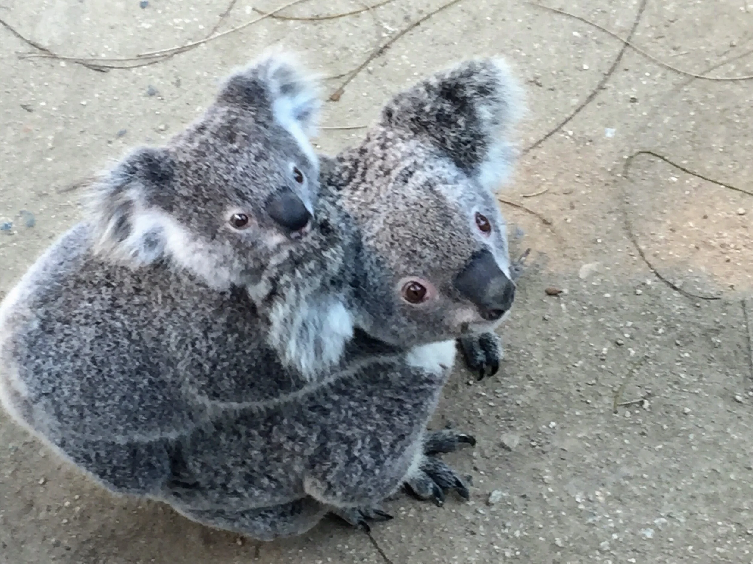 Mother Koala with her baby at the Taronga Zoo!