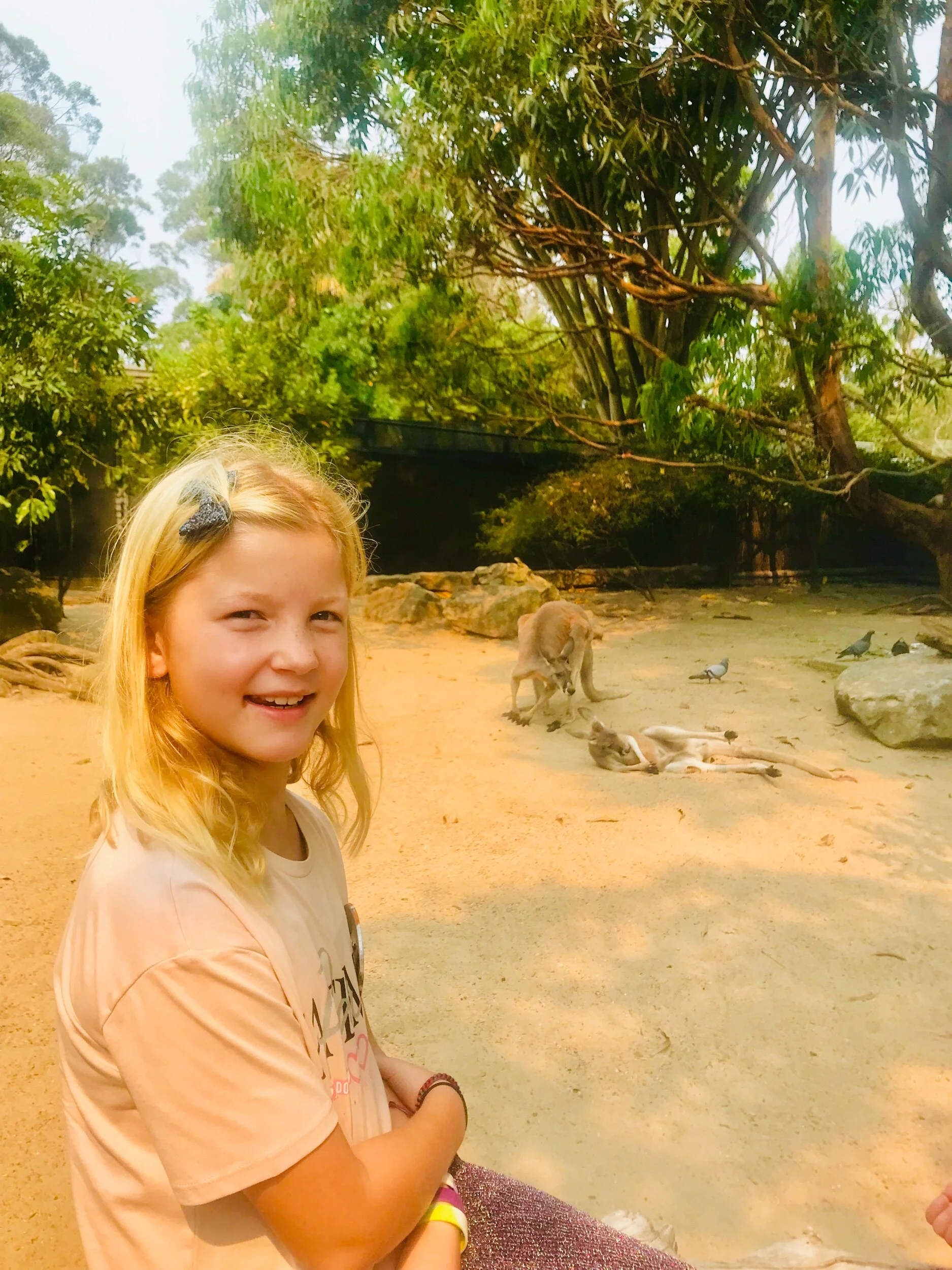 Watching the Kangaroos at the Taronga zoo