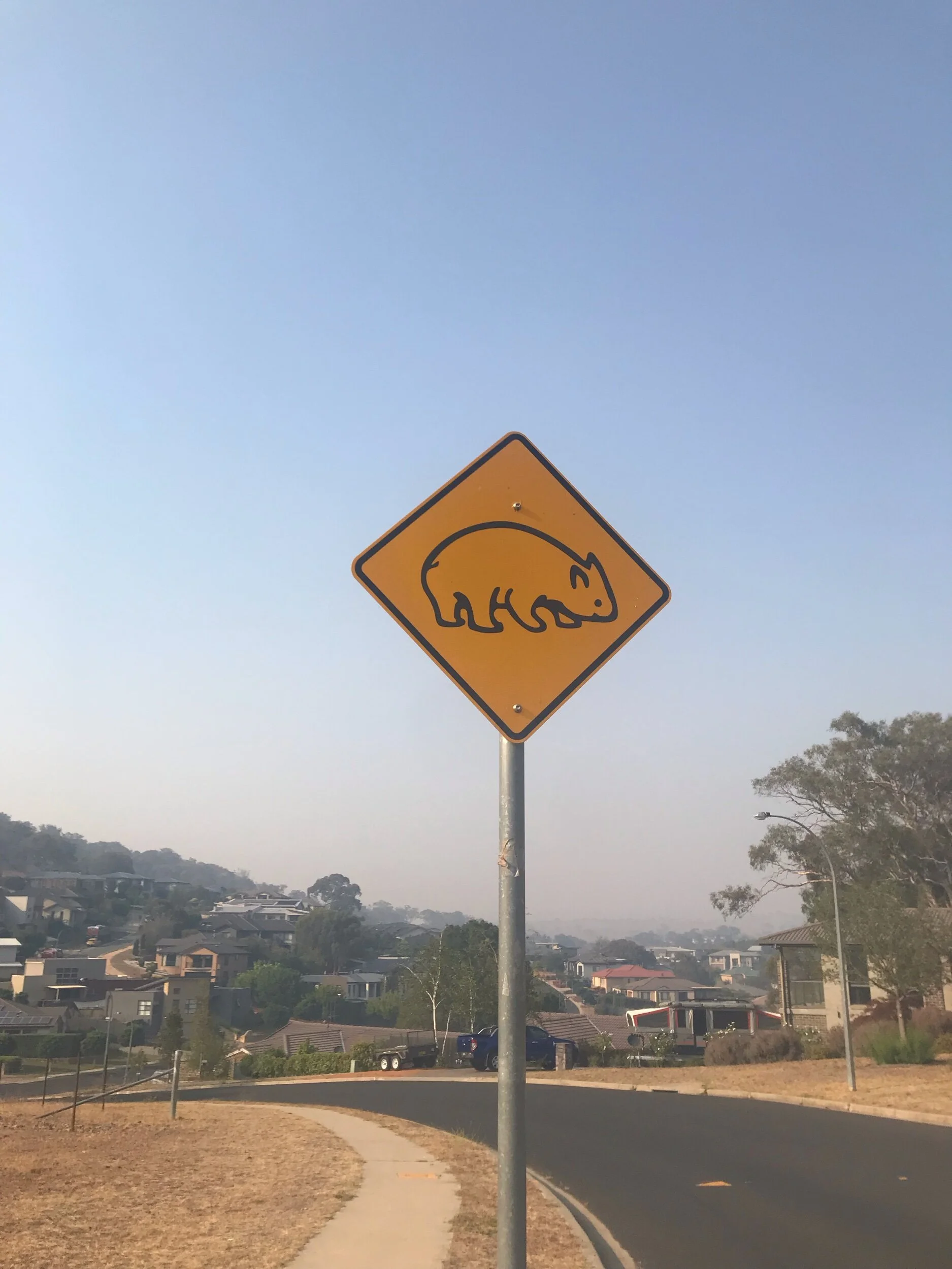 Wombat crossing!!!