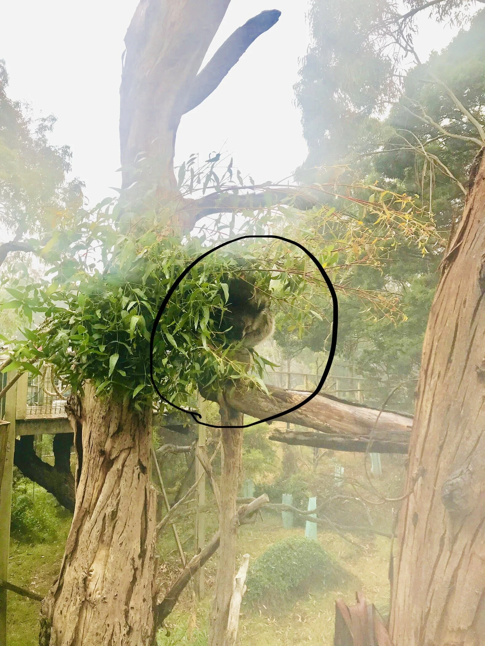 Can you see the Koala?