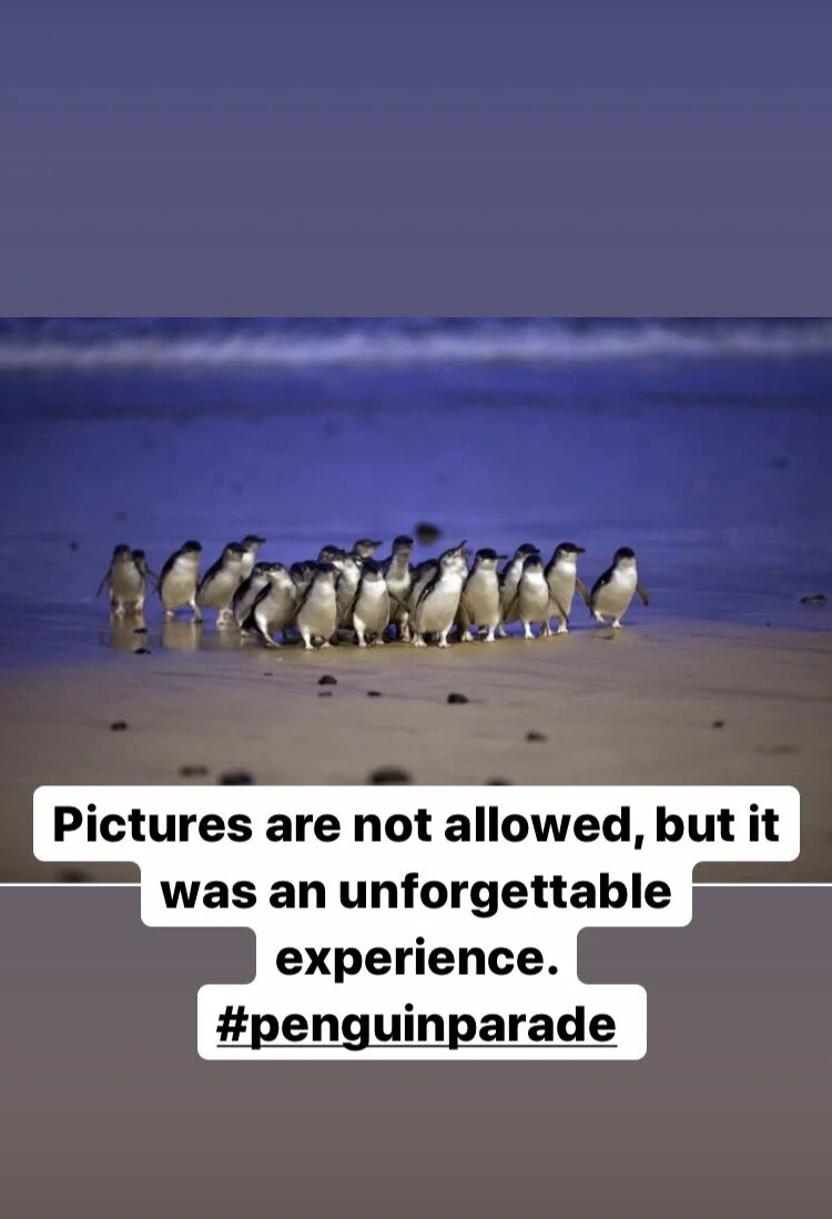 This was the penguin parade