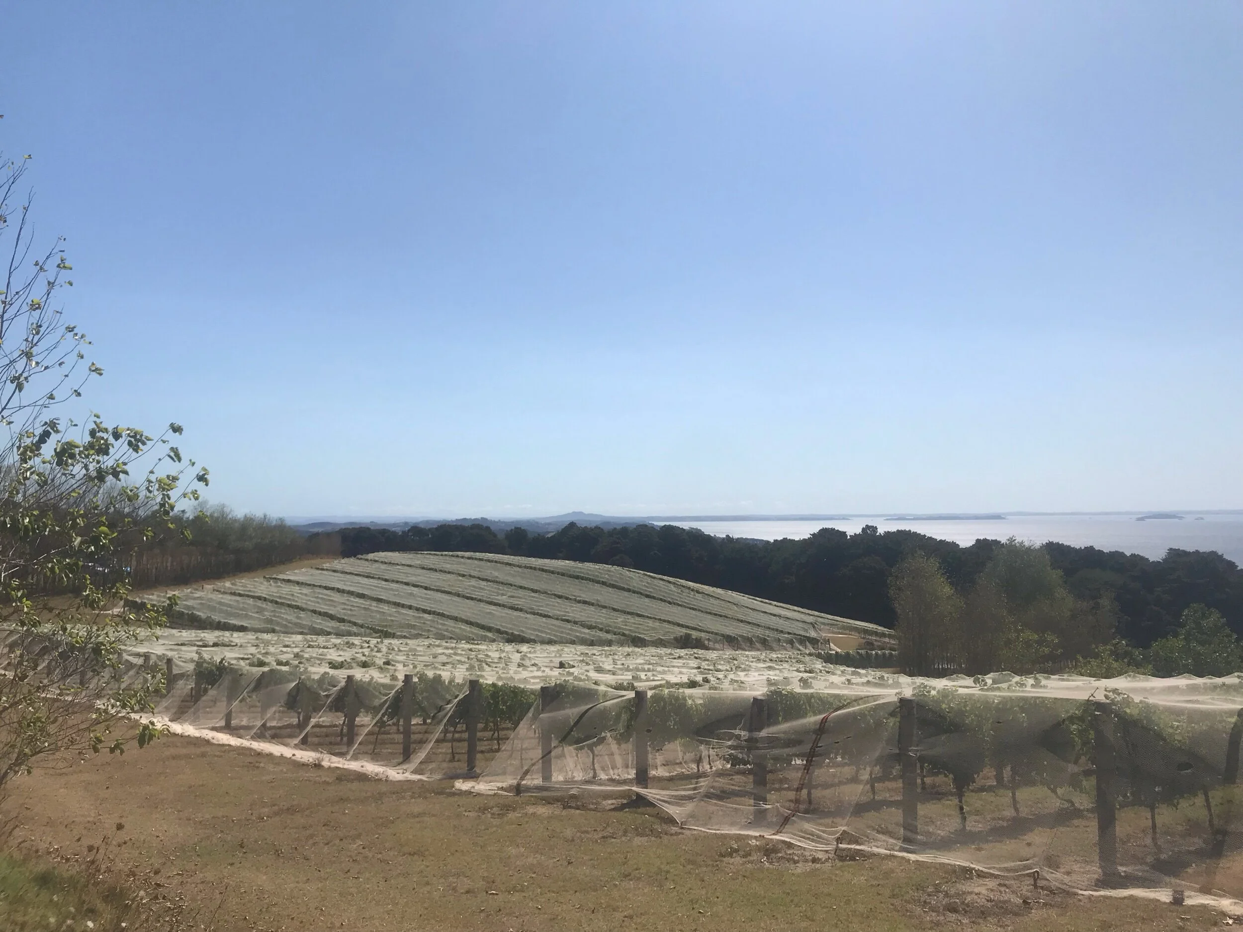 These are just a few of the many grape vines to make wine out of them!!