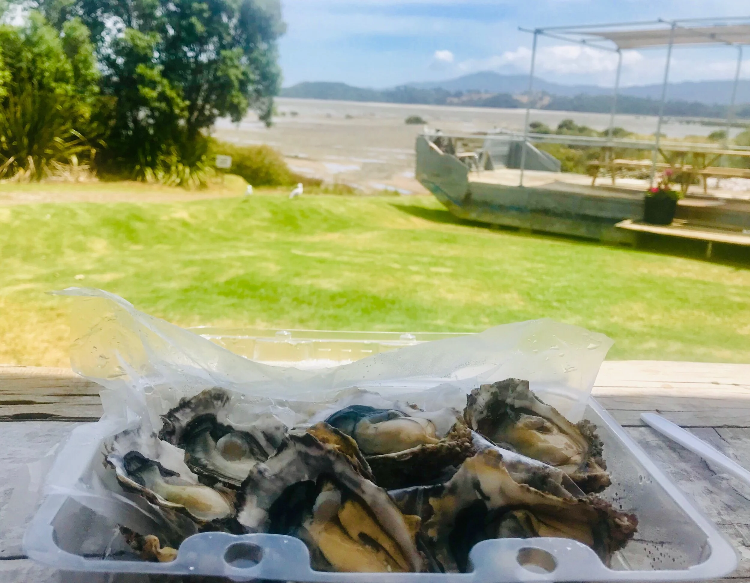 Best oysters at Coromandel Oyster Company!
