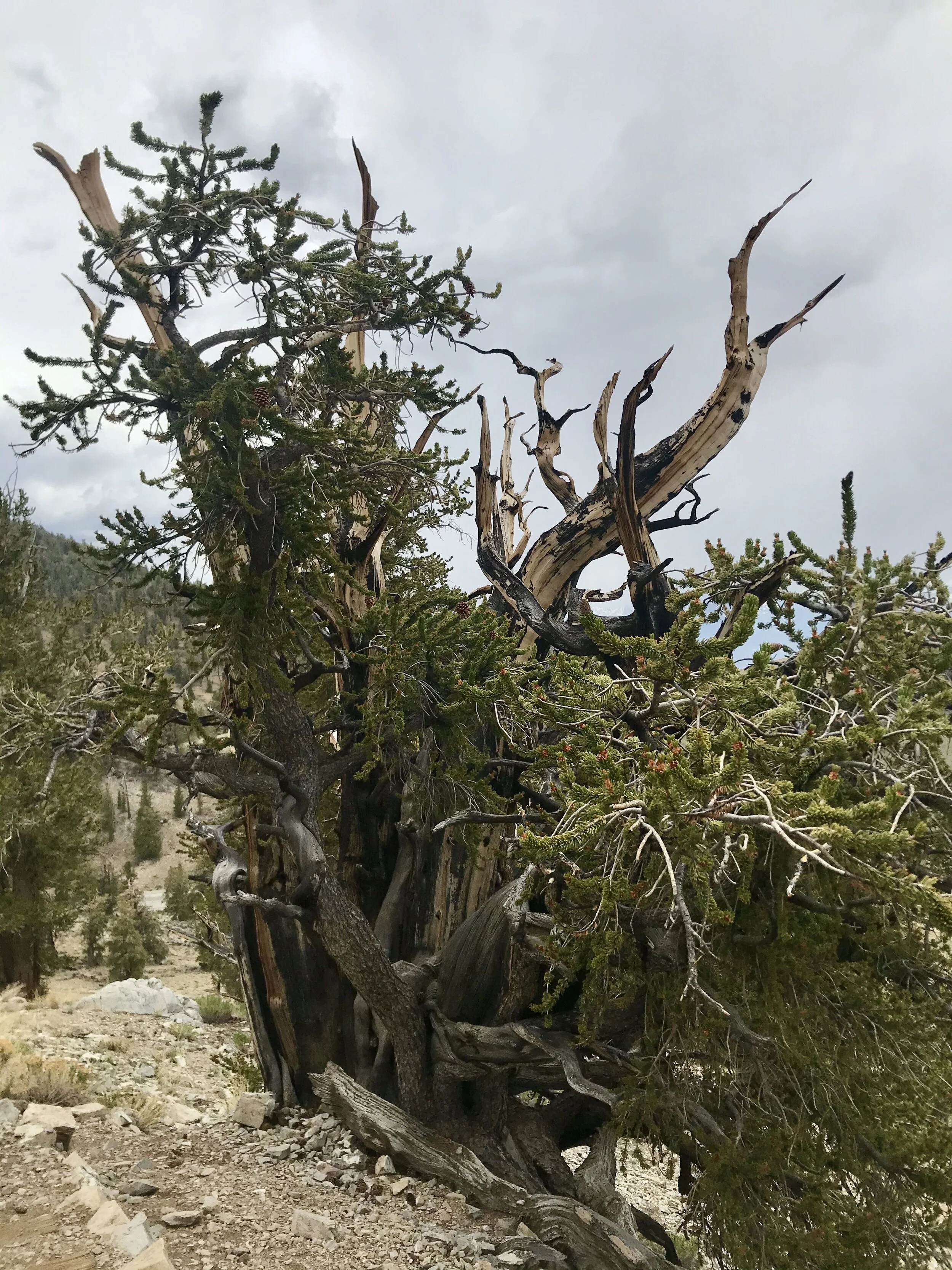 Who knows, this could be one of the oldest, you never know!