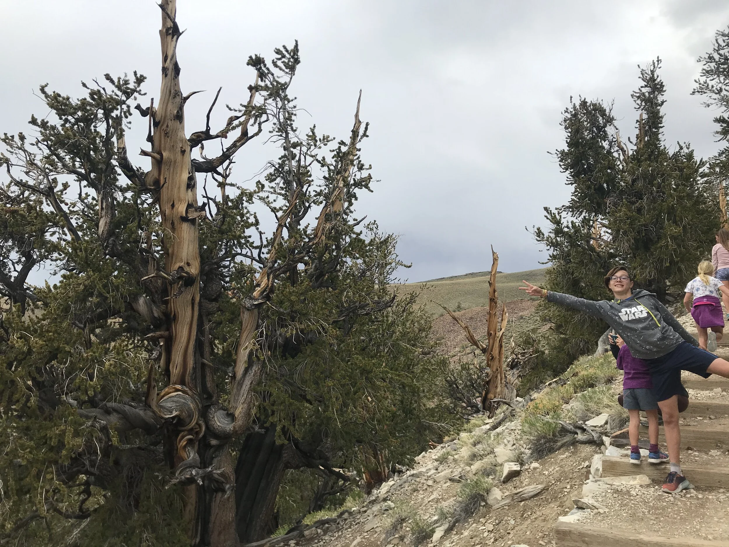 Super gnarly branches!