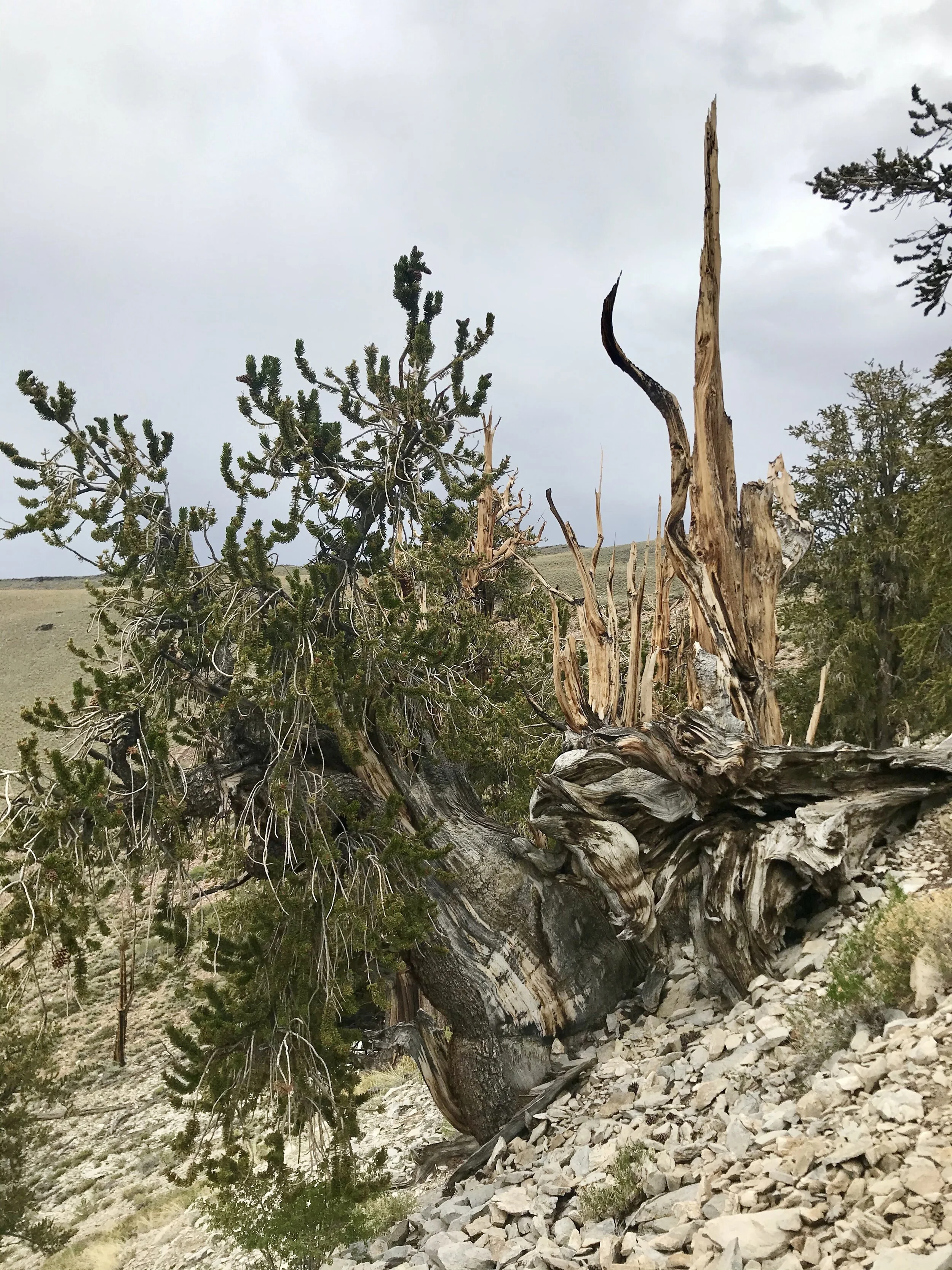 All of the trees were really twisted like this one!