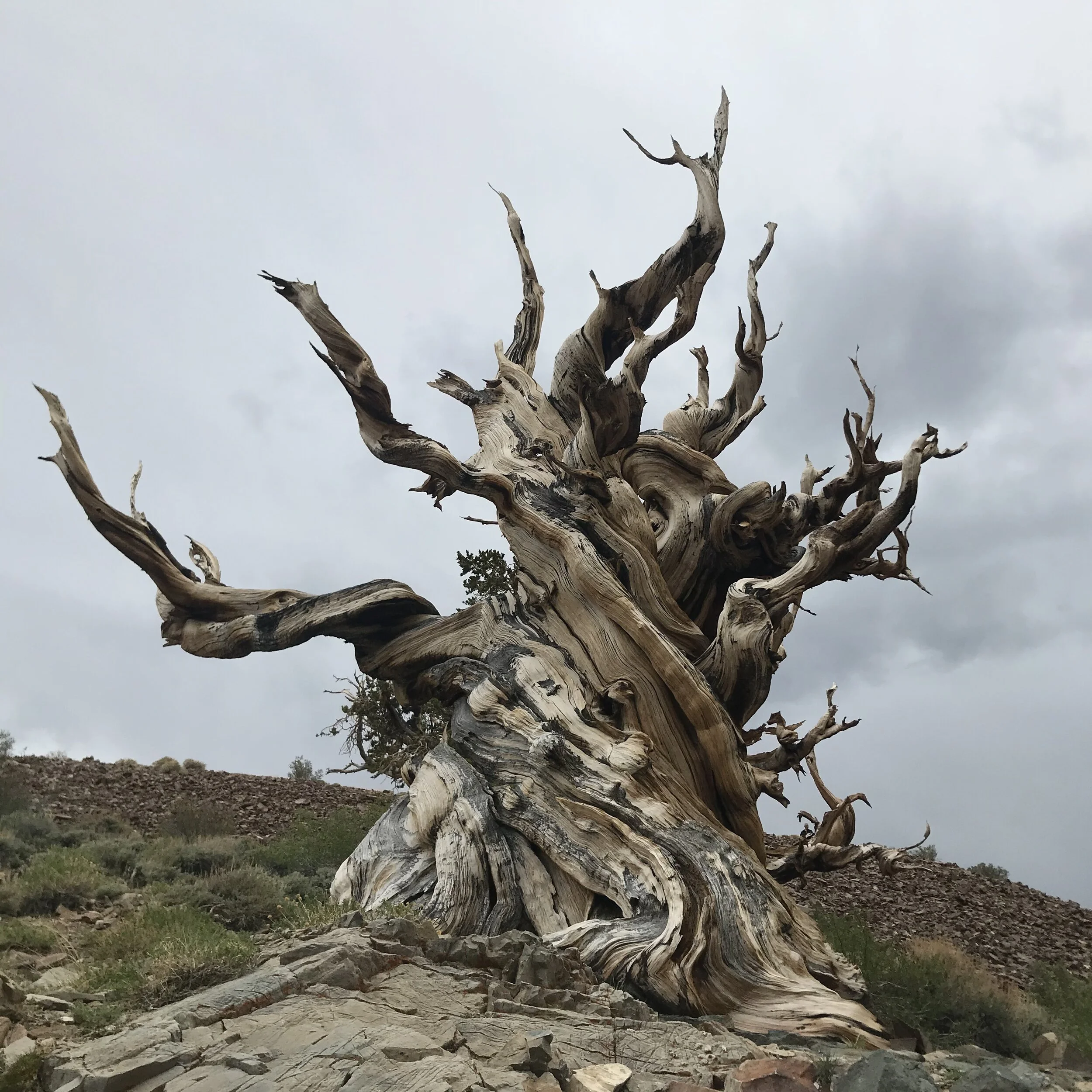 This one looks nearly dead but it is still living! lots of trees were like this.