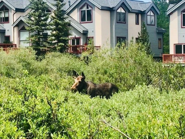 We have seen many wildlife throughout the years, this young moose we recently saw as we walked to Sawmill reservoir!