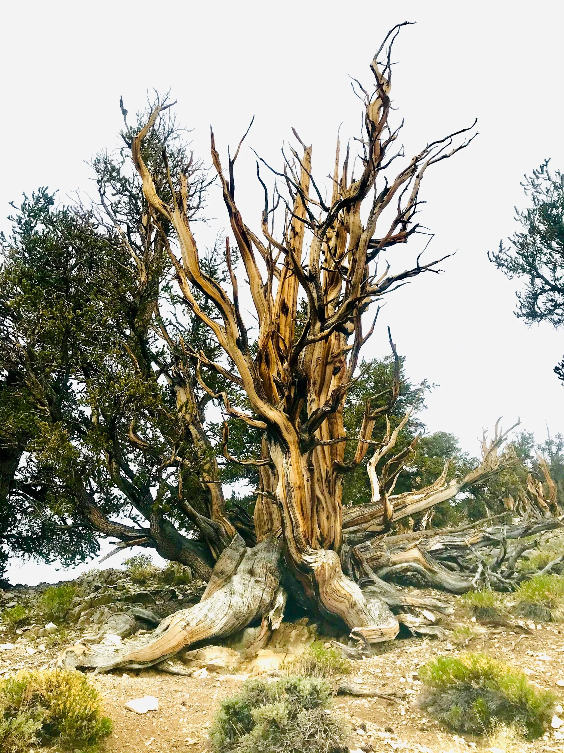 The oldest trees in the world: Ancient Bristlecone Pine tree forest