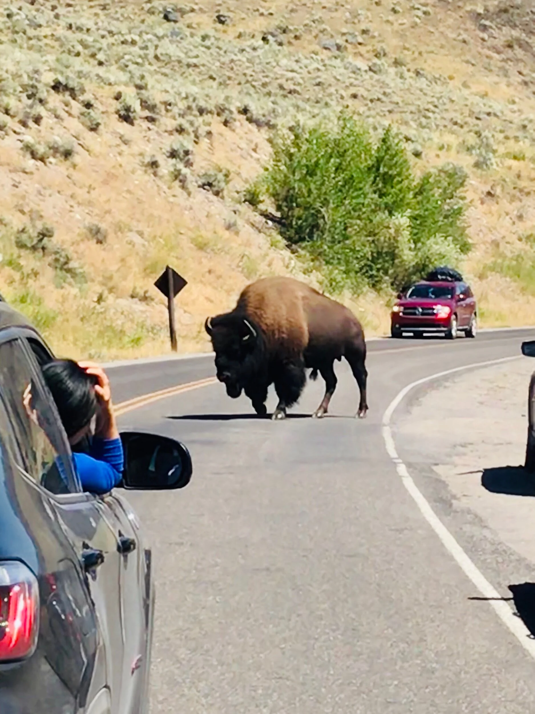 Beautiful big Buffalo!!