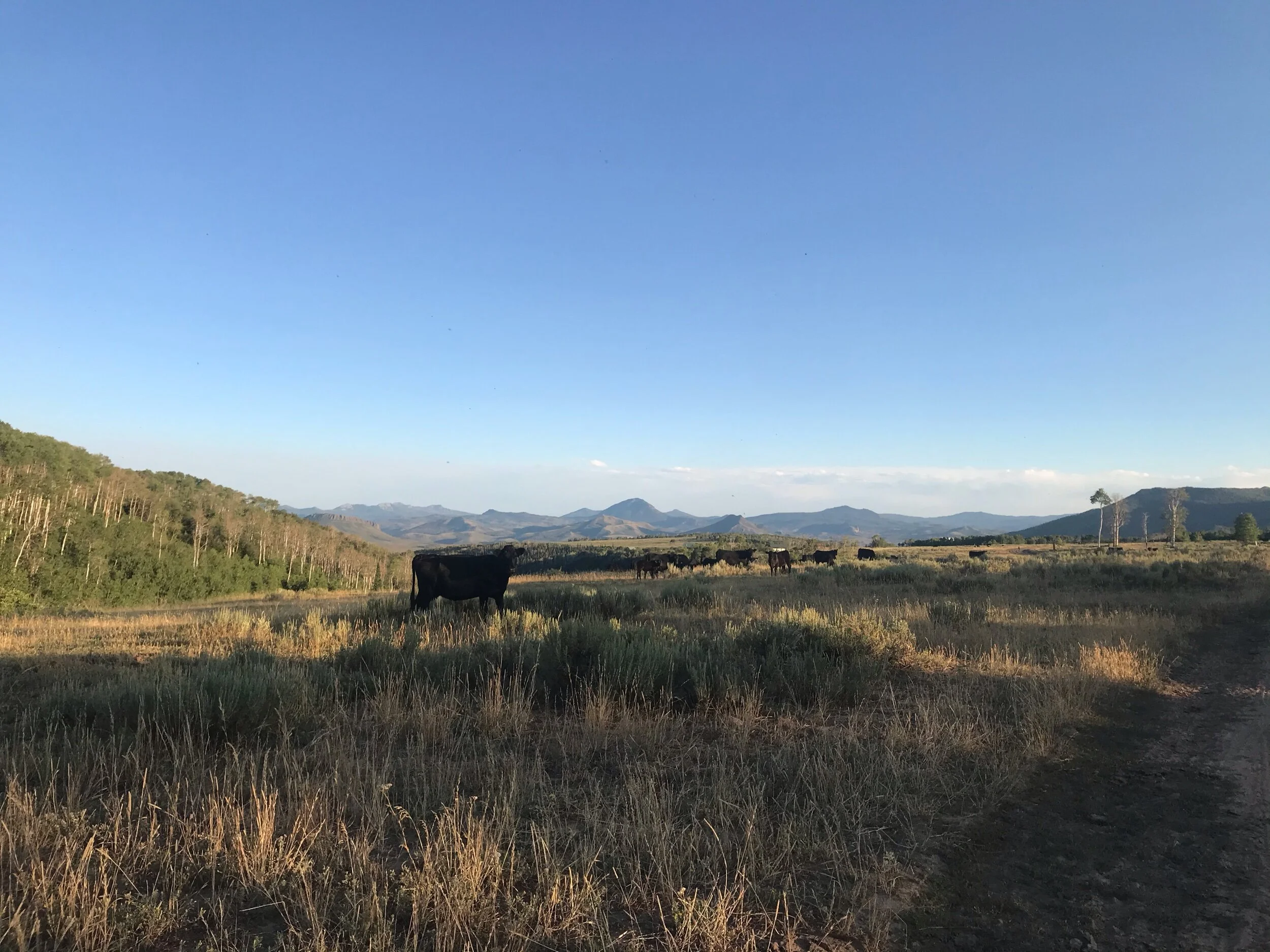 The cows and views at Savery