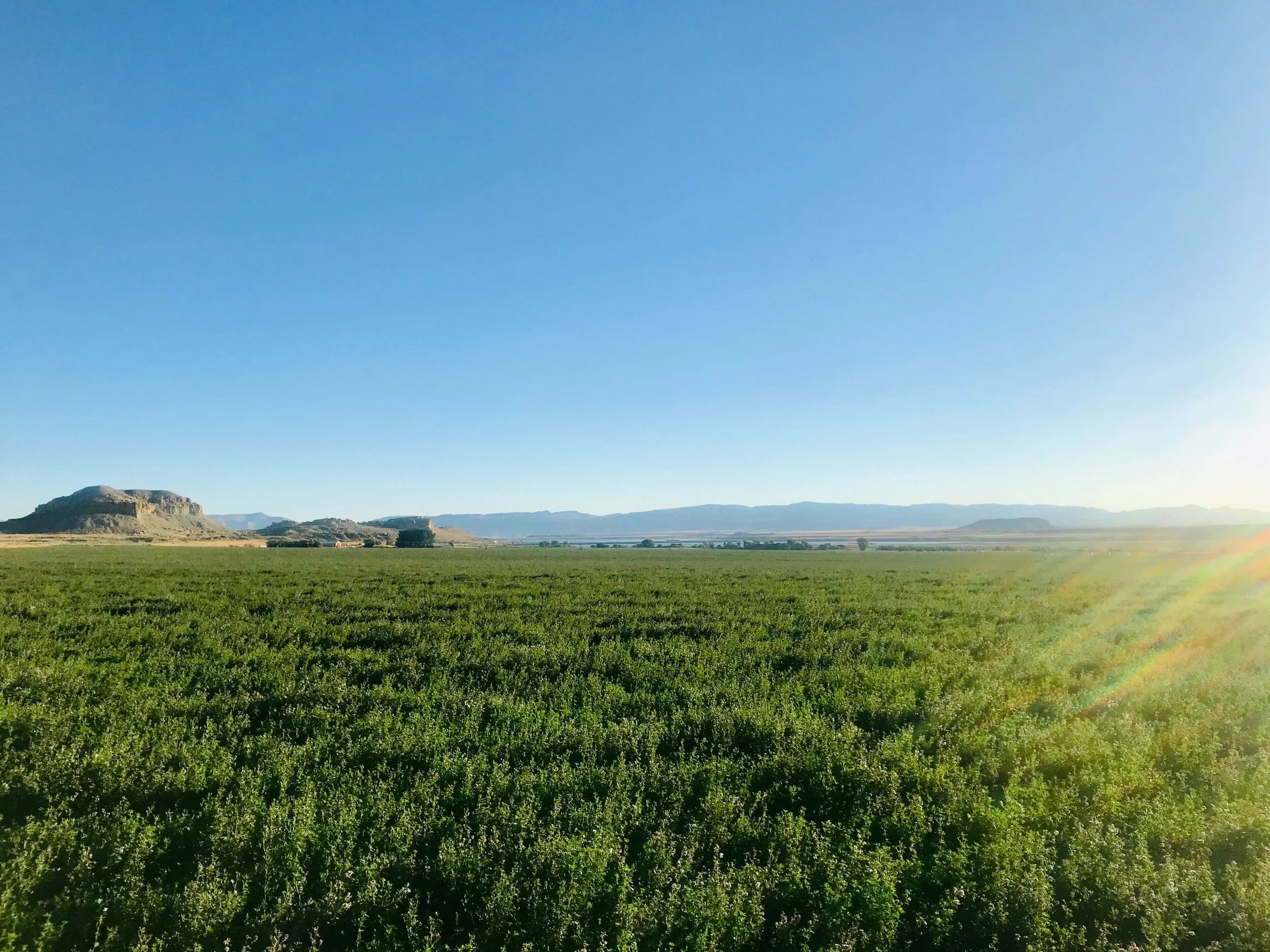 These are the vast swaths of the alfalfa farm