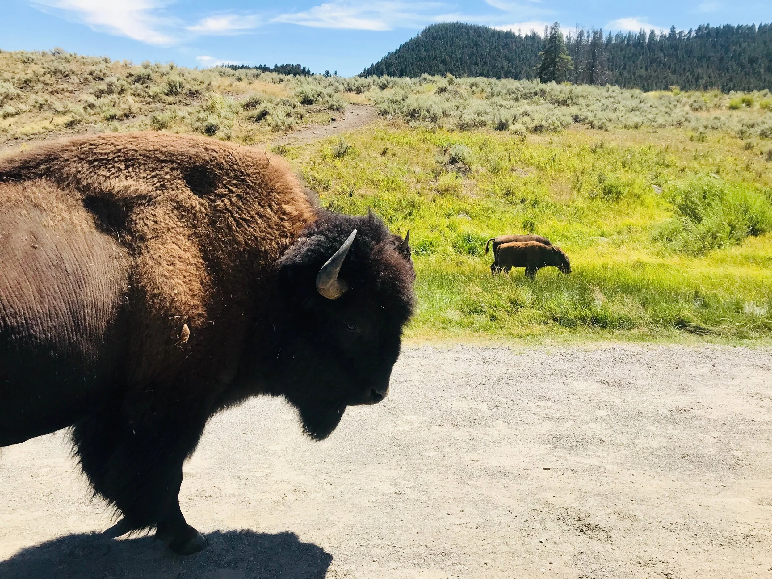 The massive buffalo of Yellowstone, just inches away from the RV