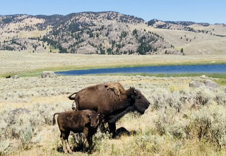 Things To Do In Yellowstone National Park 🇺🇸