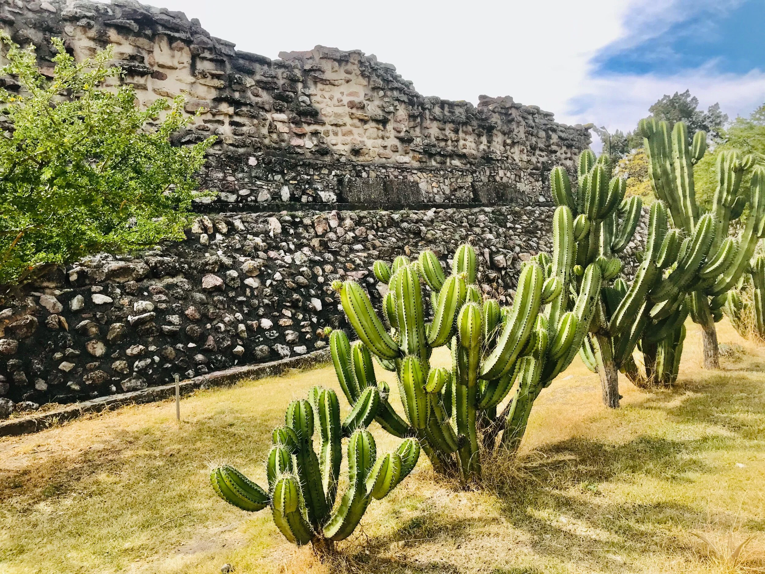 Cacti at Mitla