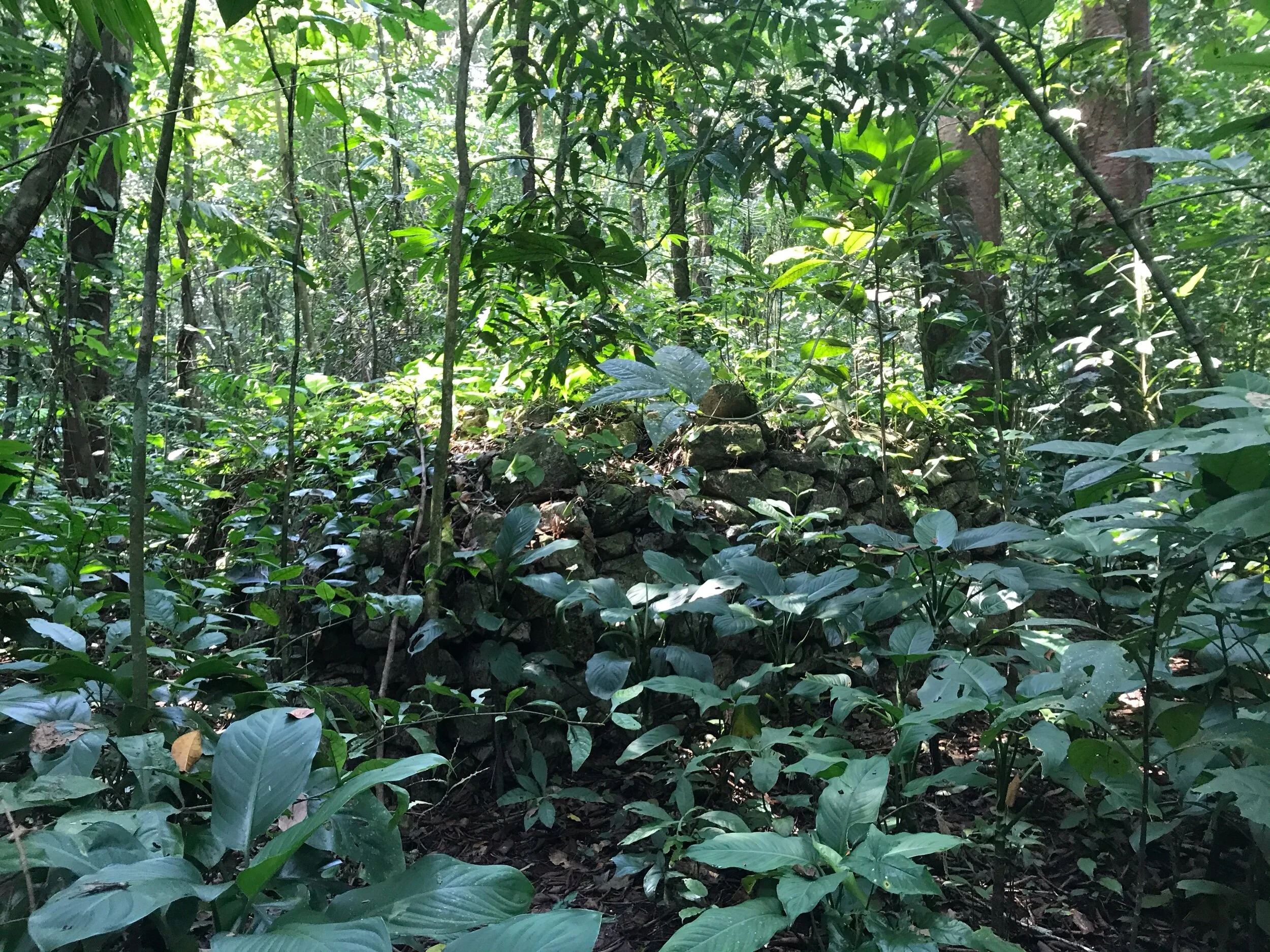 Imagine you are an archaeologist and you saw this. What would you do? Would you leave it be? Or would you try to uncover what is underneath all the jungle and plants?