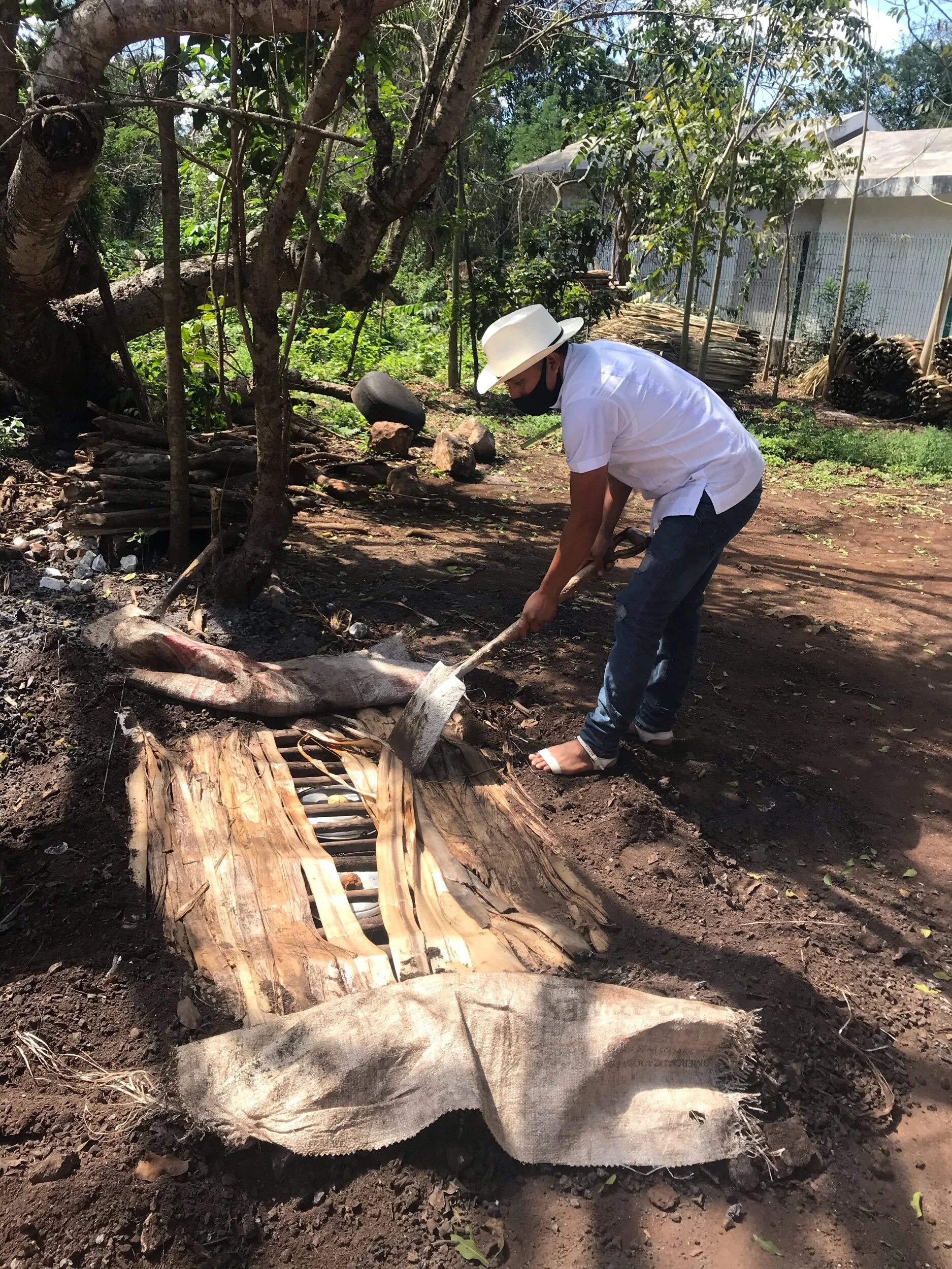The Cochinita Pibil at Rosalia being uncovered after 8 hours!