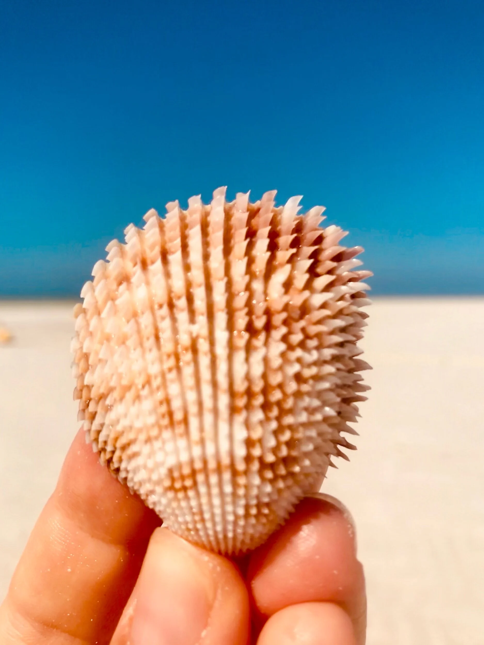 One of the interesting shells we found on our hike to Punta Mosquito!