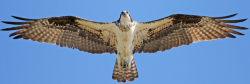 The magnificent Osprey (we didn’t capture this picture)
