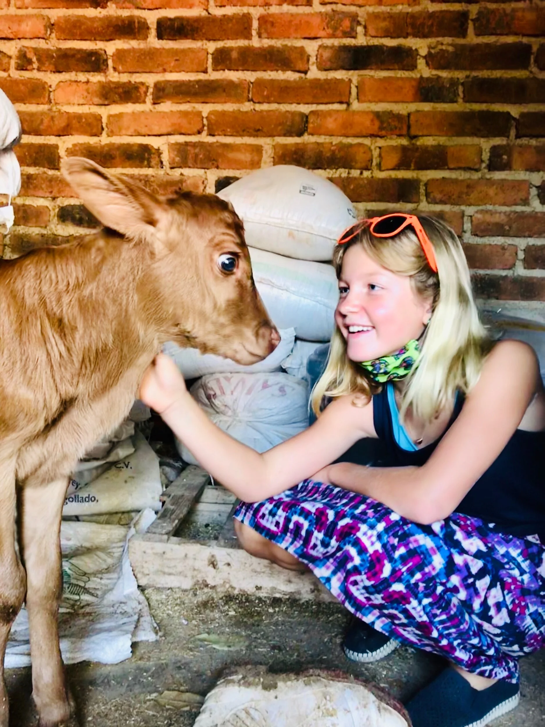 Pajaretes in Tequilla,  Jalisco