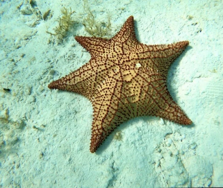 This is the unique six-legged Starfish. So pretty!!