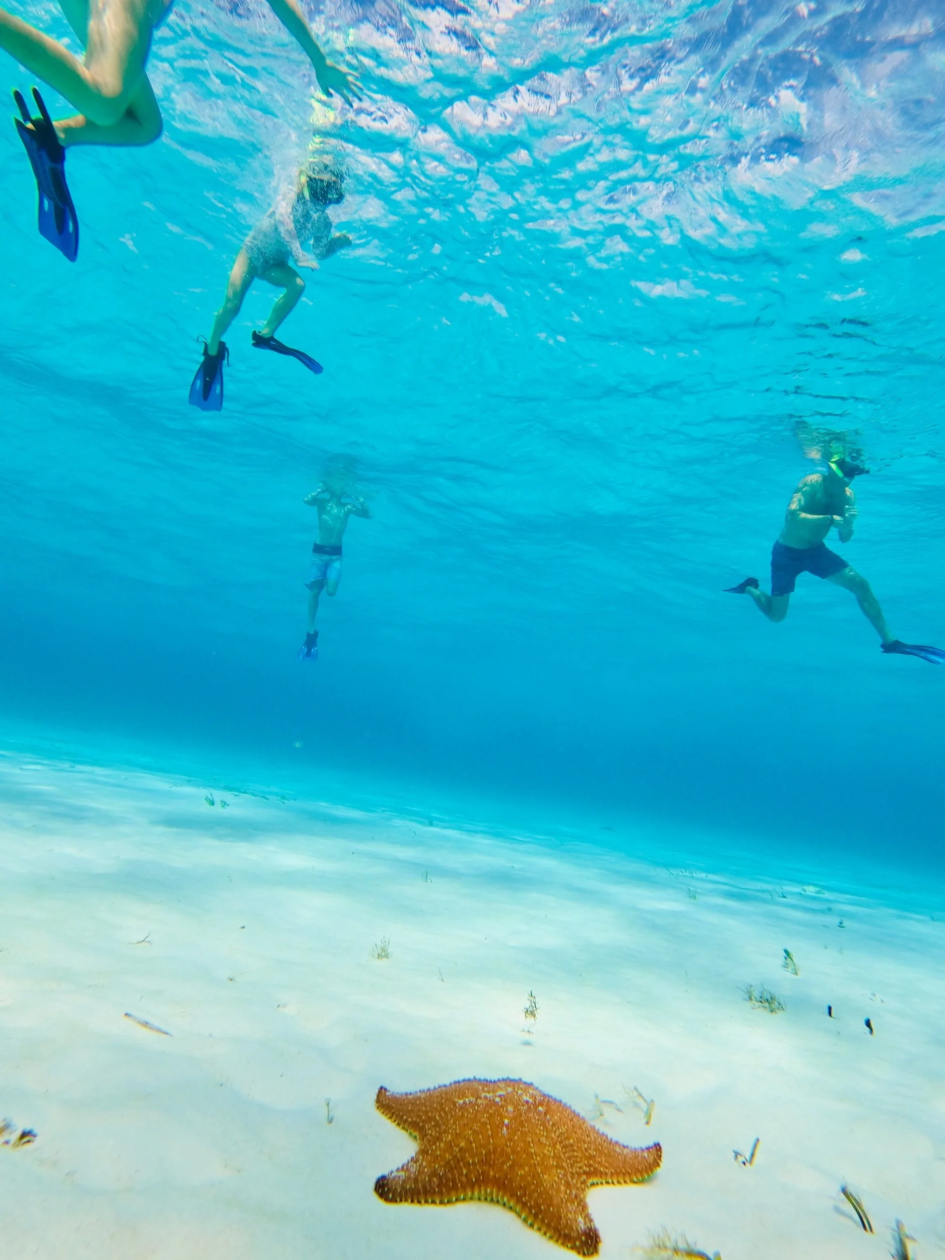 This is one of the many starfish that we saw.