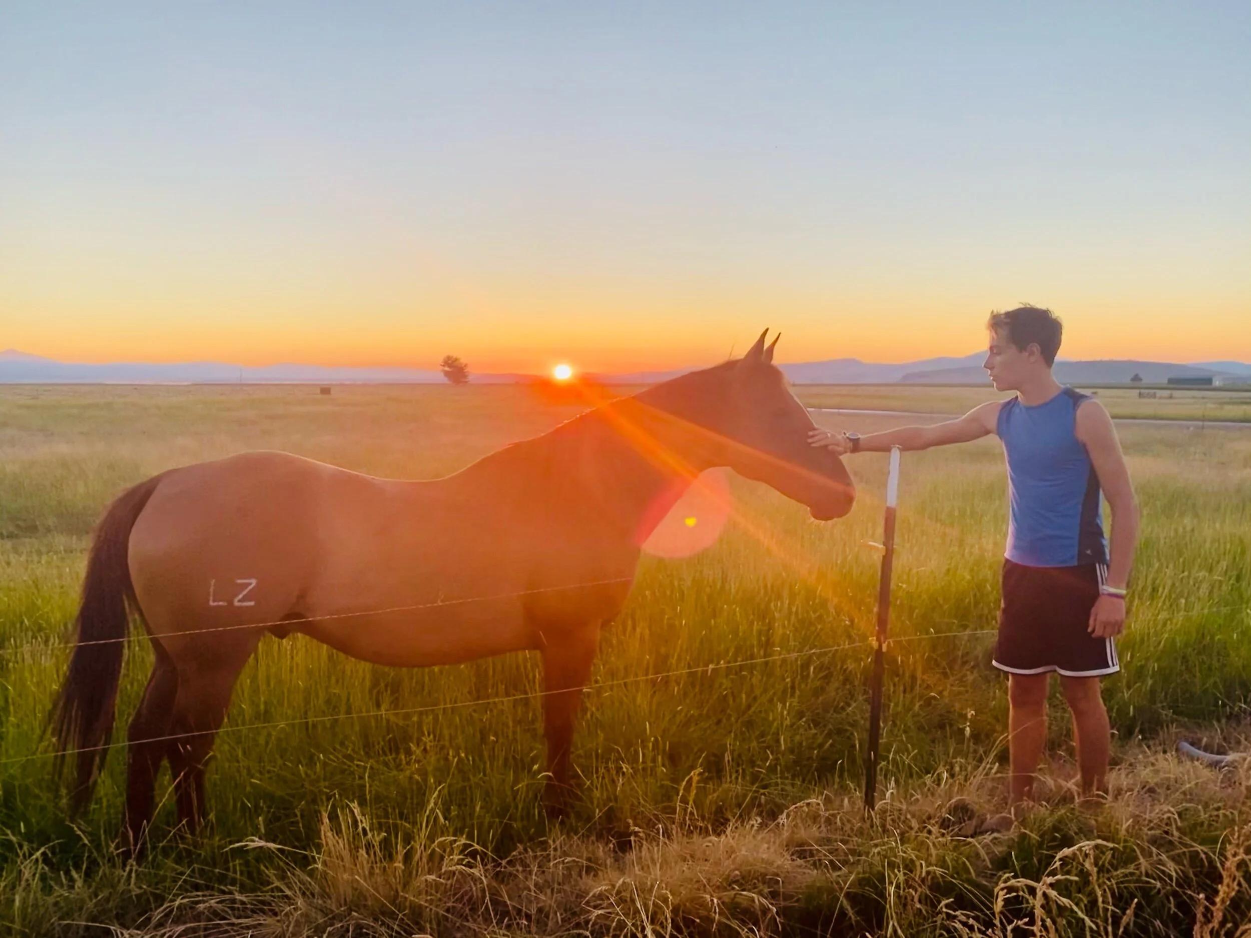 Sunset with horses at the Mecca grade estate farm