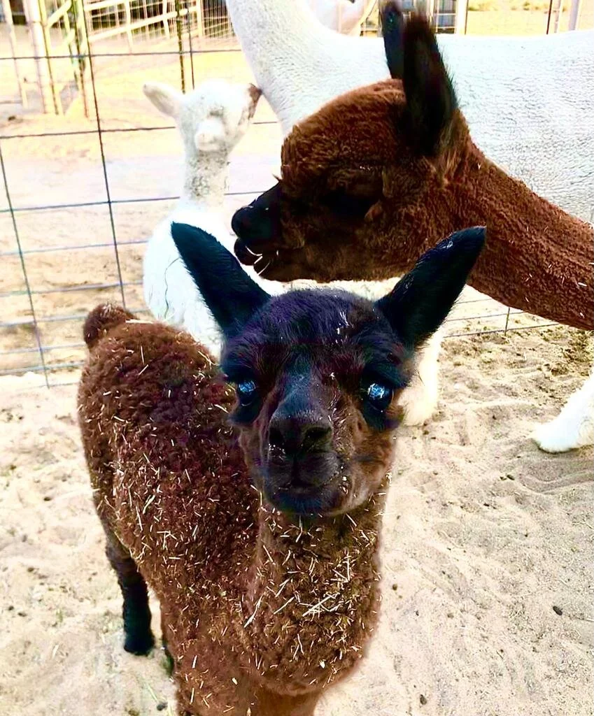 A baby alpaca at the sawdust farm