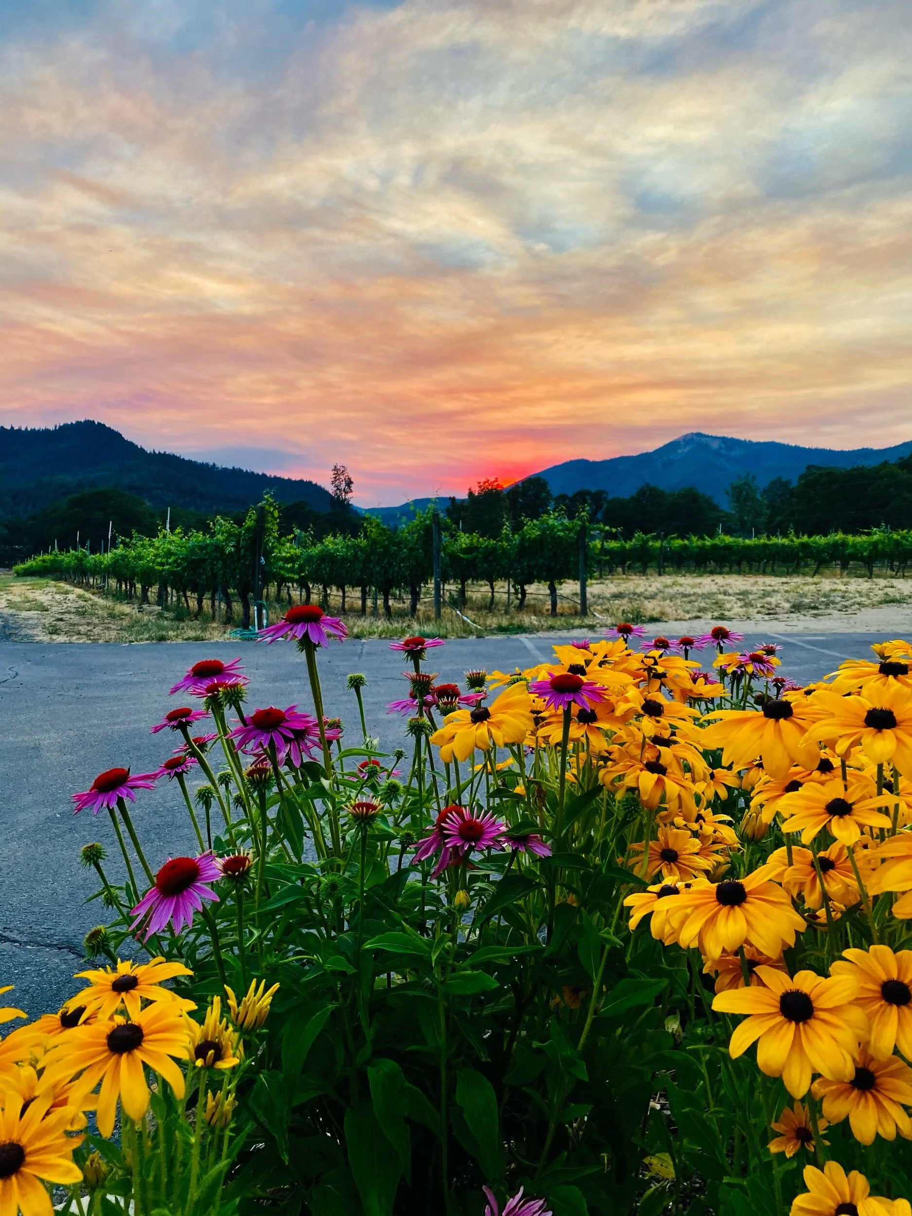 Sunset at Valley View winery