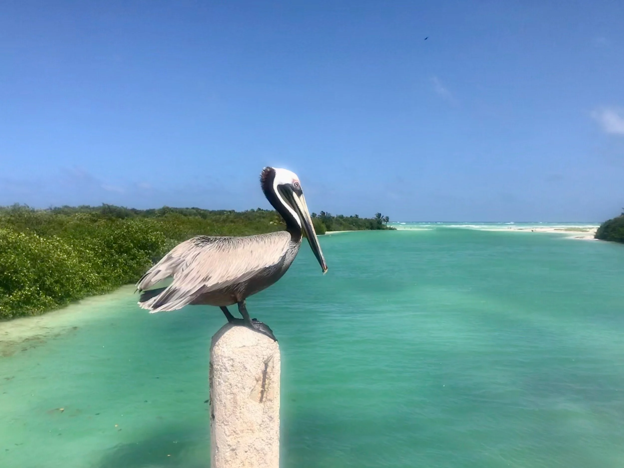 Exotic Birds of Mexico