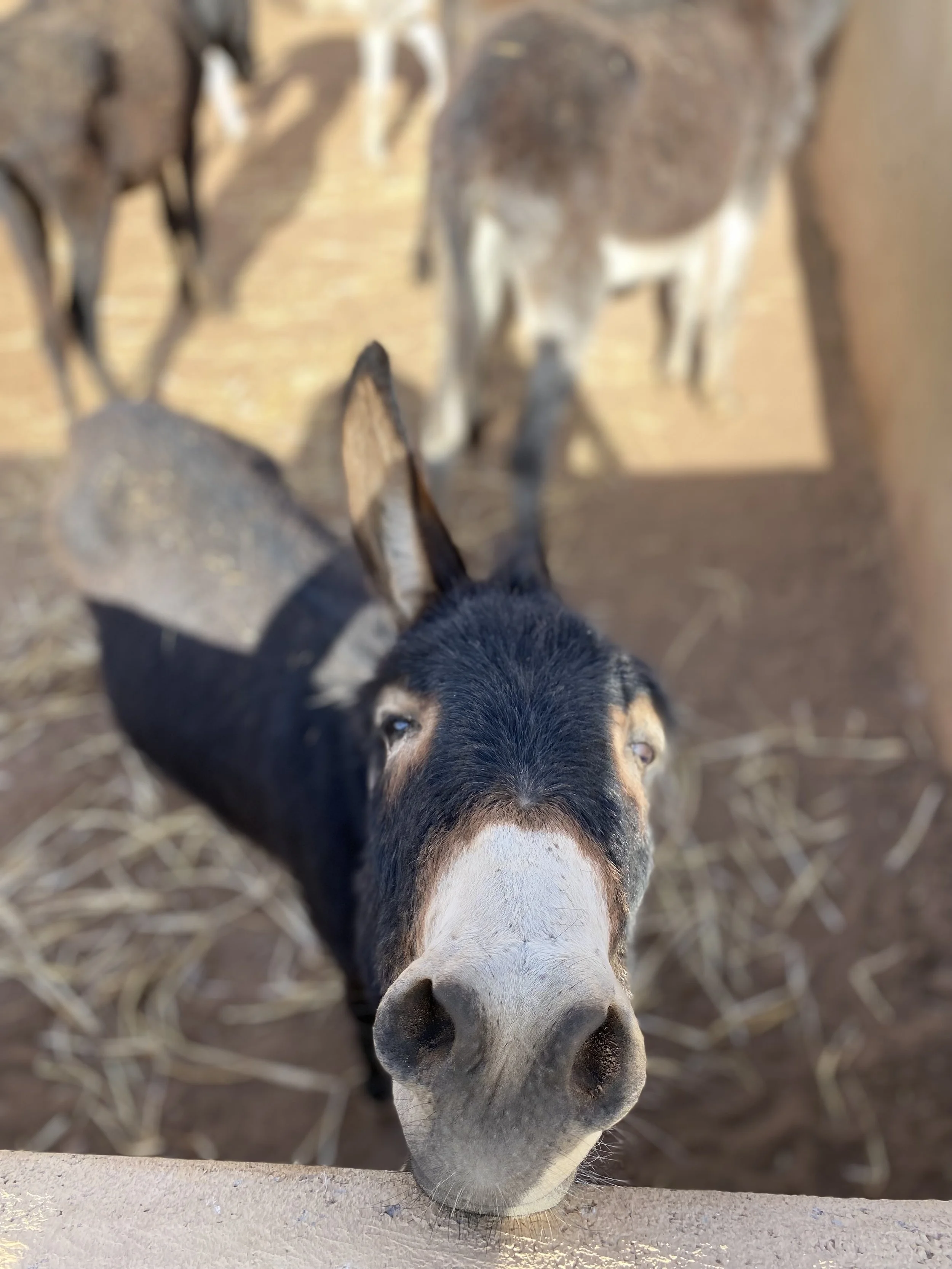 Compassion Becomes Passion: the Jarjeer Mule &amp; Donkey Sanctuary