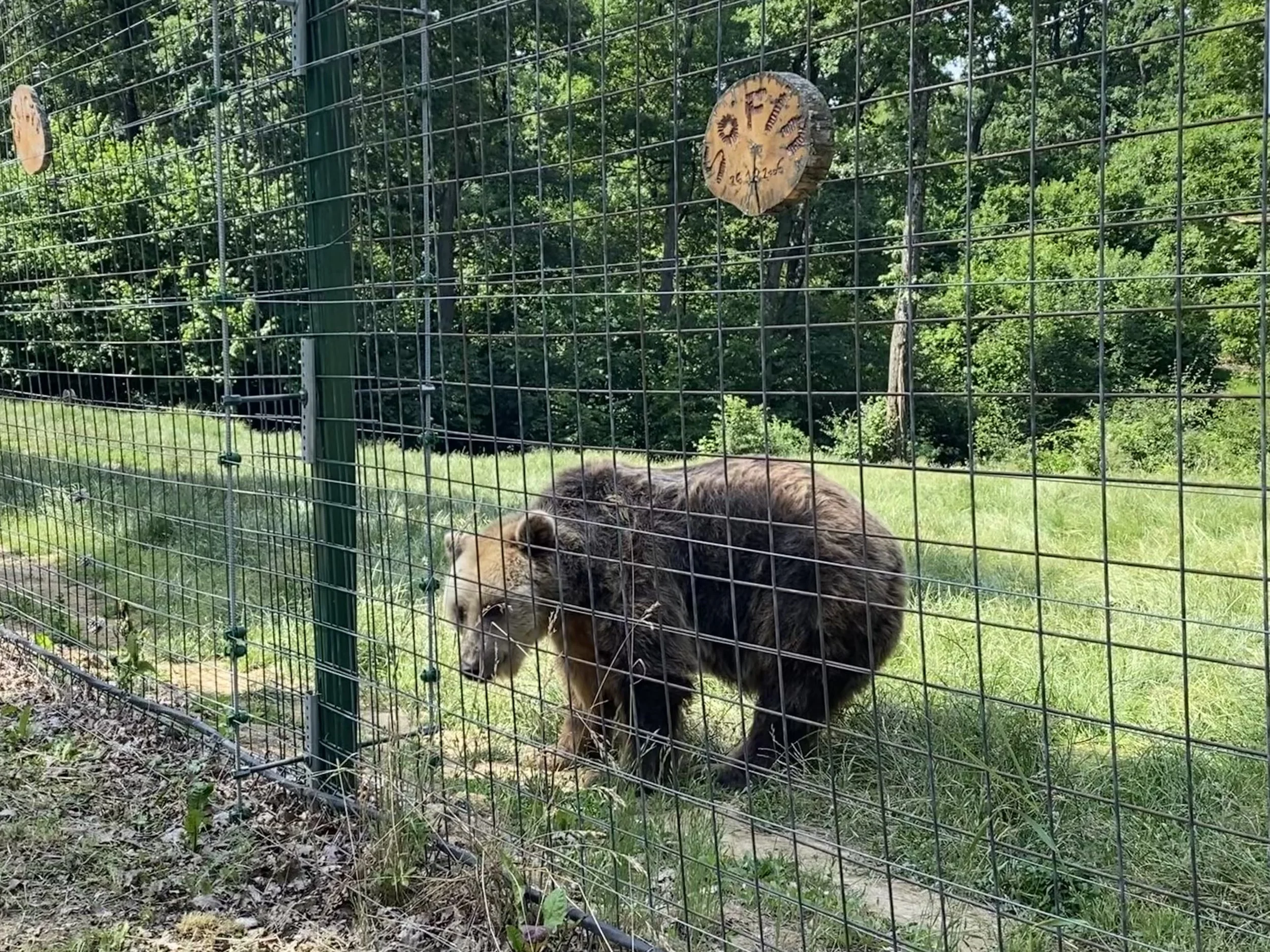 Romanian bears and stray dogs….