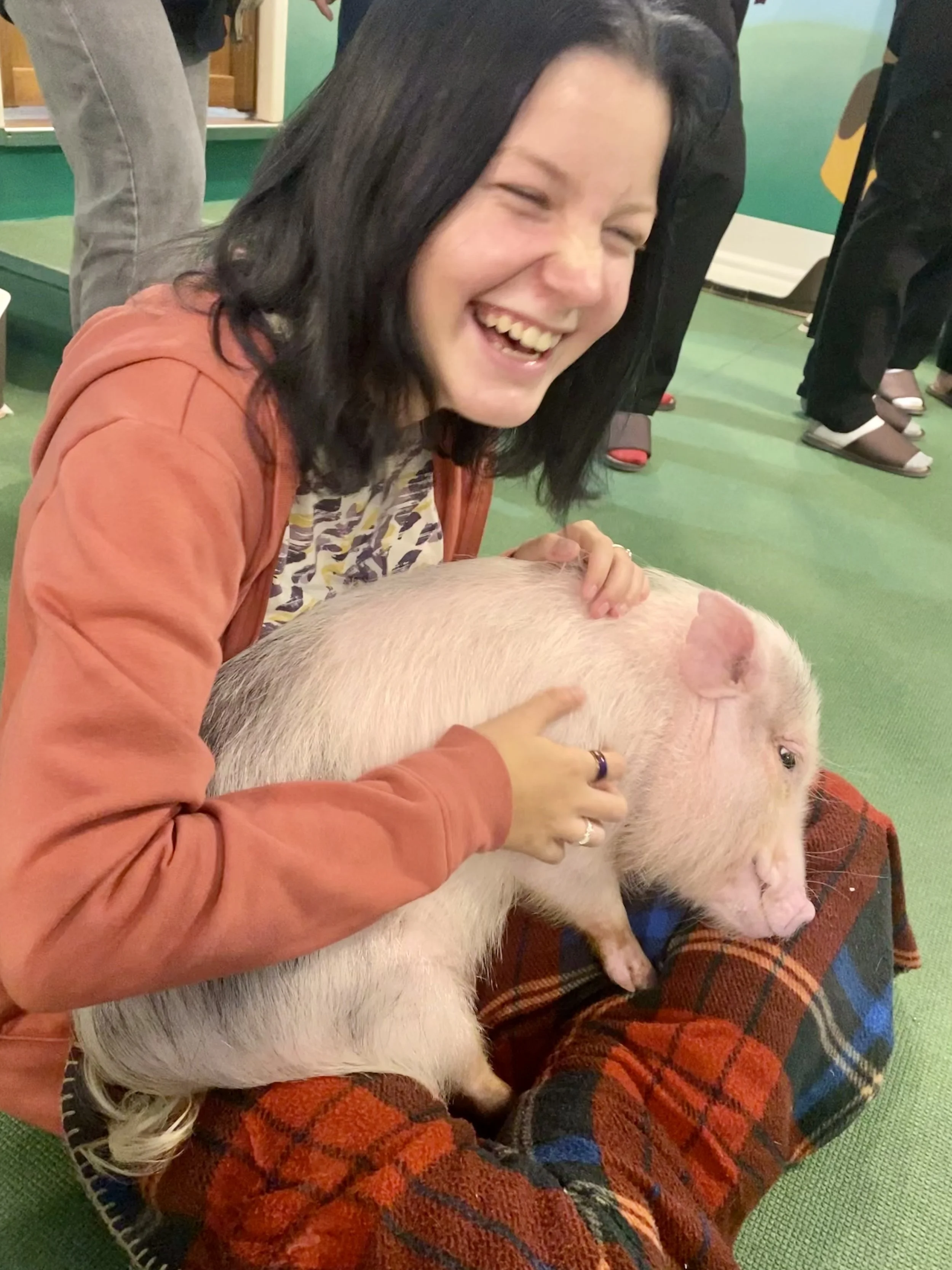 Mipig Cafe, animal cafe, pigs